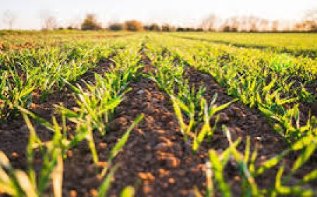 Governor Alex Otti Urges Abians to Embrace Agriculture for Food Security