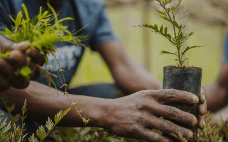 Abia Government Approves Statewide Tree Planting Campaign To Fight Climate Change