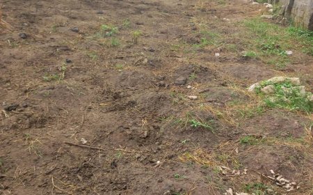 Abia Farmer Cries Out As Herders’ Cows Destroy Farmland In Umuahia