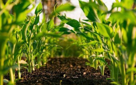 Abia Govt to Strengthen Food Security, Rural Trade with Agric Scheme and Prototype Markets